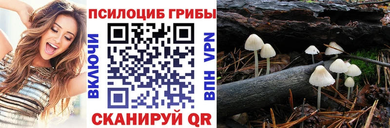Псилоцибиновые грибы мицелий Гвардейск
